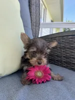 Spike, a male Yorkshire Terrier for sale in North Fairfield, OH – 4 of 6