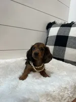 Lainey, a female Miniature Dachshund for sale in North Fairfield, OH – 2 of 4