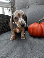 Winston, a male Miniature Dachshund for sale in North Fairfield, OH – 7 of 7