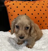 Chester, a male Miniature Dachshund for sale in North Fairfield, OH – 2 of 4