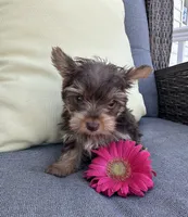 Spike, a male Yorkshire Terrier for sale in North Fairfield, OH – 2 of 6