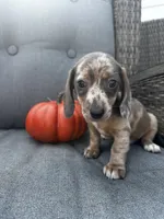 Winston, a male Miniature Dachshund for sale in North Fairfield, OH – 2 of 7