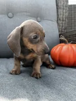 Franklin, a male Miniature Dachshund for sale in North Fairfield, OH – 2 of 6