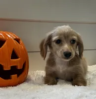Bentley , a male Miniature Dachshund for sale in North Fairfield, OH – 2 of 4