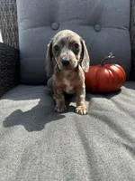 Winston, a male Miniature Dachshund for sale in North Fairfield, OH – 6 of 7