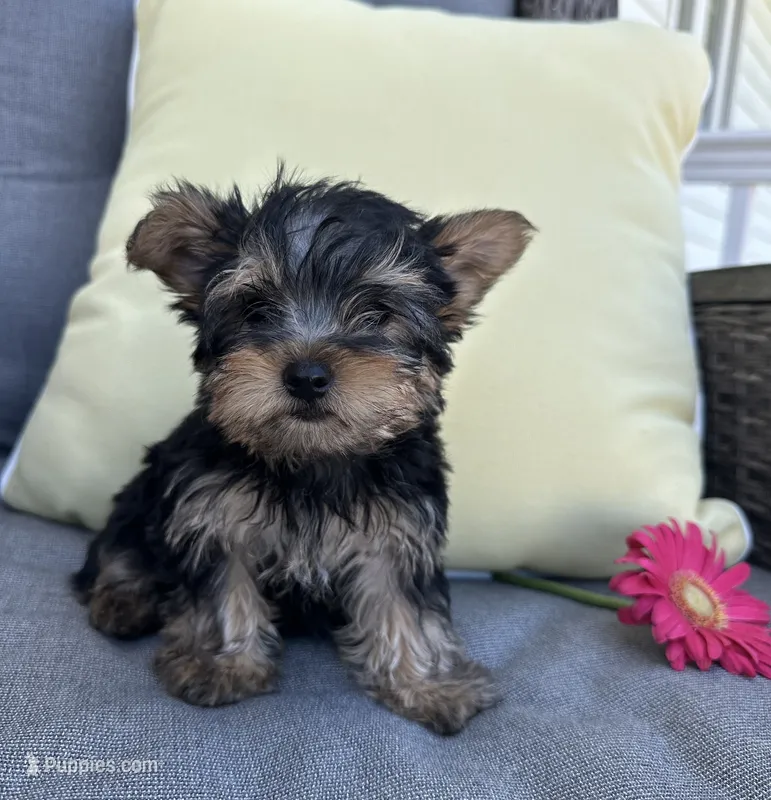 Brutus – Yorkshire Terrier puppy for sale in North Fairfield, OH
