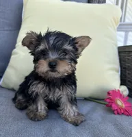 Brutus, a male Yorkshire Terrier for sale in North Fairfield, OH – 1 of 5