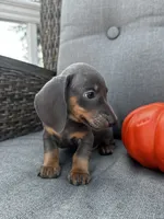 Tucker, a male Miniature Dachshund for sale in North Fairfield, OH – 5 of 7