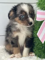 Troy, a male Miniature American Shepherd for sale in North Fairfield, OH – Photo 2 of 3