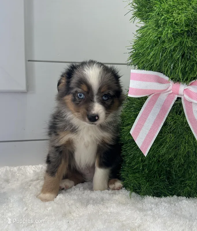 Troy, a male Miniature American Shepherd for sale in North Fairfield, OH – Photo 1 of 3