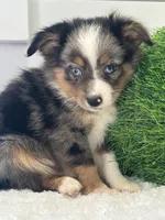 Troy, a male Miniature American Shepherd for sale in North Fairfield, OH – Photo 3 of 3