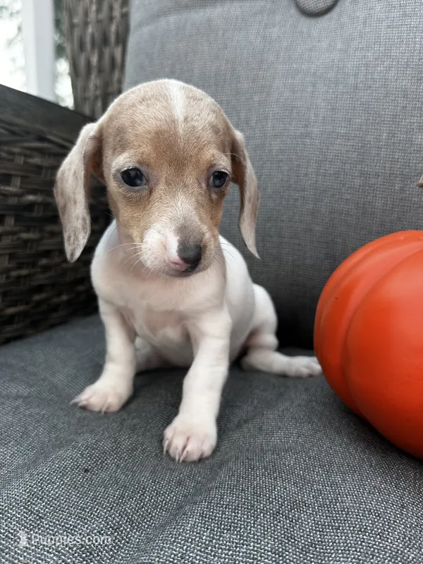 Olive – Miniature Dachshund puppy for sale in North Fairfield, OH