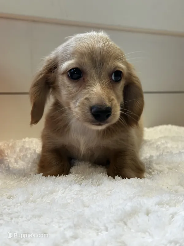 Bentley  – Miniature Dachshund puppy for sale in North Fairfield, OH
