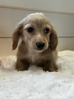 Bentley , a male Miniature Dachshund for sale in North Fairfield, OH – 1 of 4