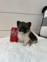 Rocky, a male Pomeranian for sale in North Fairfield, OH – 3 of 3