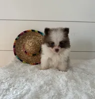 Chico, a male Pomeranian for sale in North Fairfield, OH – 1 of 4