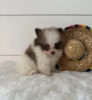 Chico, a male Pomeranian for sale in North Fairfield, OH – 2 of 4