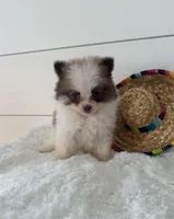 Chico, a male Pomeranian for sale in North Fairfield, OH – 3 of 4