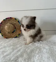 Chico, a male Pomeranian for sale in North Fairfield, OH – 4 of 4