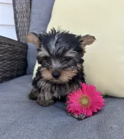 Brutus, a male Yorkshire Terrier for sale in North Fairfield, OH – 3 of 5