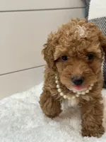 Penny, a female Poodle - Miniature  for sale in North Fairfield, OH – 5 of 6