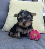 Brutus, a male Yorkshire Terrier for sale in North Fairfield, OH – 4 of 5