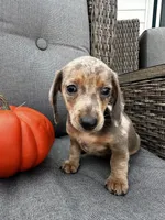 Oscar, a male Miniature Dachshund for sale in North Fairfield, OH – 6 of 6