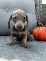 Franklin, a male Miniature Dachshund for sale in North Fairfield, OH – 5 of 6
