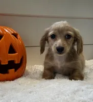 Bentley , a male Miniature Dachshund for sale in North Fairfield, OH – 3 of 4