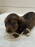 Ginger, a female Miniature Dachshund for sale in North Fairfield, OH – 3 of 5