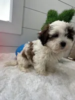 Sammy, a male Shihpoo for sale in North Fairfield, OH – Photo 4 of 5