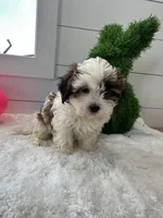Sammy, a male Shihpoo for sale in North Fairfield, OH – Photo 1 of 5