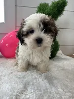 Sammy, a male Shihpoo for sale in North Fairfield, OH – Photo 2 of 5