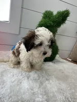 Sammy, a male Shihpoo for sale in North Fairfield, OH – Photo 3 of 5