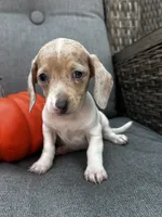 Olive, a female Miniature Dachshund for sale in North Fairfield, OH – 3 of 6