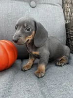 Tucker, a male Miniature Dachshund for sale in North Fairfield, OH – 7 of 7