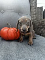 Franklin, a male Miniature Dachshund for sale in North Fairfield, OH – 6 of 6