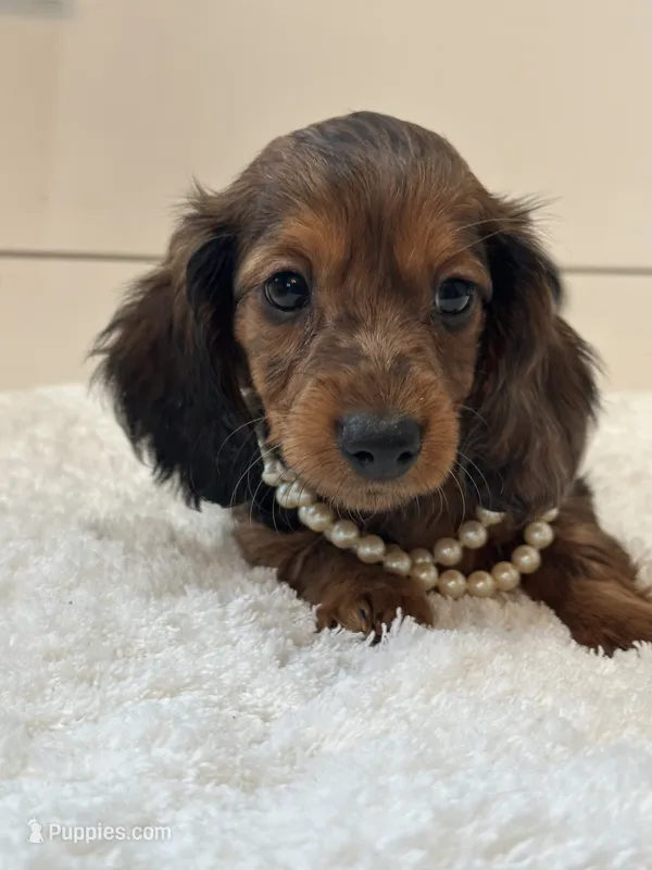 Lainey – Miniature Dachshund puppy for sale in North Fairfield, OH