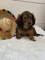 Tucker, a male Miniature Dachshund for sale in North Fairfield, OH – 5 of 8