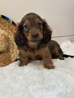 Tucker, a male Miniature Dachshund for sale in North Fairfield, OH – 4 of 8