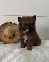 Gizmo, a male Pomeranian for sale in North Fairfield, OH – 1 of 4