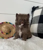 Gizmo, a male Pomeranian for sale in North Fairfield, OH – 3 of 4