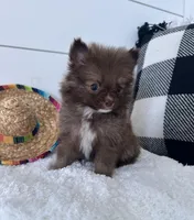 Gizmo, a male Pomeranian for sale in North Fairfield, OH – 4 of 4