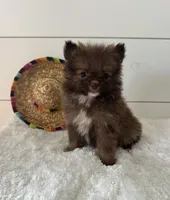 Gizmo, a male Pomeranian for sale in North Fairfield, OH – 2 of 4