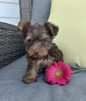 Rocky, a male Yorkshire Terrier for sale in North Fairfield, OH – 4 of 4