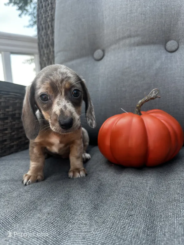 Winston – Miniature Dachshund puppy for sale in North Fairfield, OH