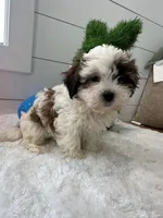 Sage, a female Shihpoo for sale in North Fairfield, OH – Photo 1 of 4