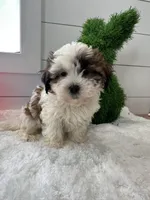 Sage, a female Shihpoo for sale in North Fairfield, OH – Photo 3 of 4