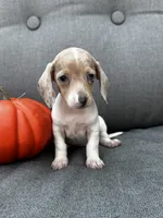 Olive, a female Miniature Dachshund for sale in North Fairfield, OH – 5 of 6