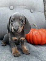 Tucker, a male Miniature Dachshund for sale in North Fairfield, OH – 2 of 7